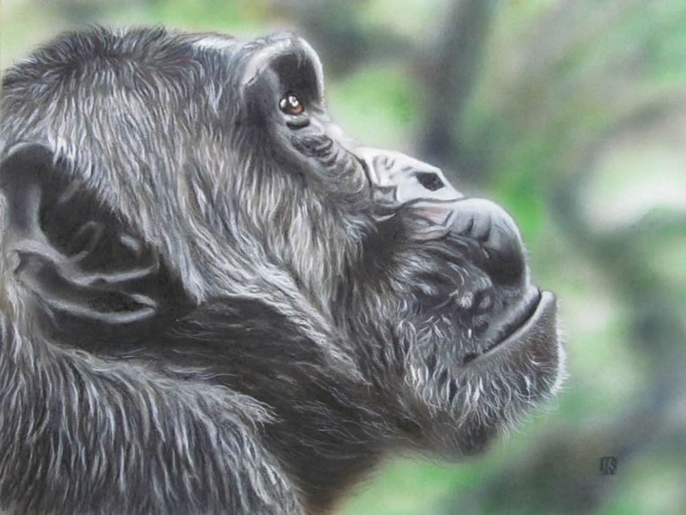 Chimp in Profile
